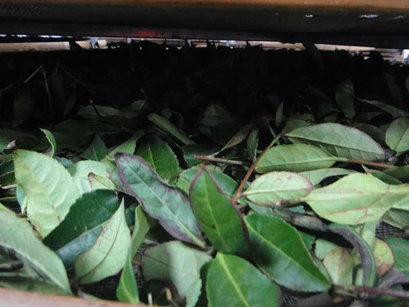 Oxidieren von Tieguanyin-Blättern