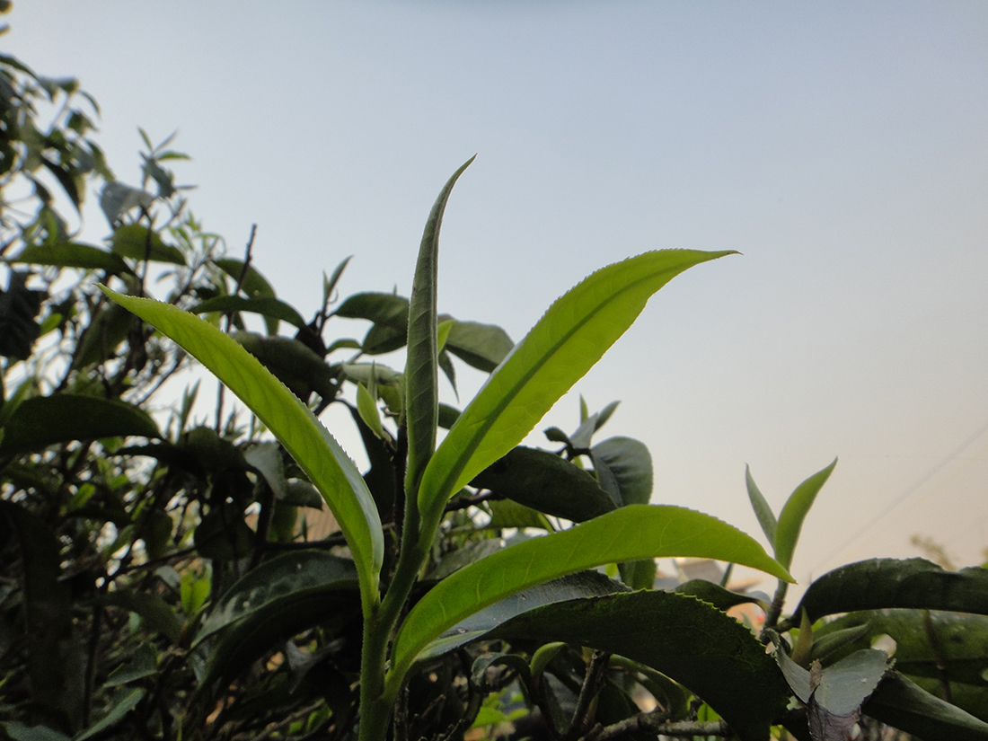Frische Blätter und Knospe am alten Teebaum namens Baofahu in Nannuoshan