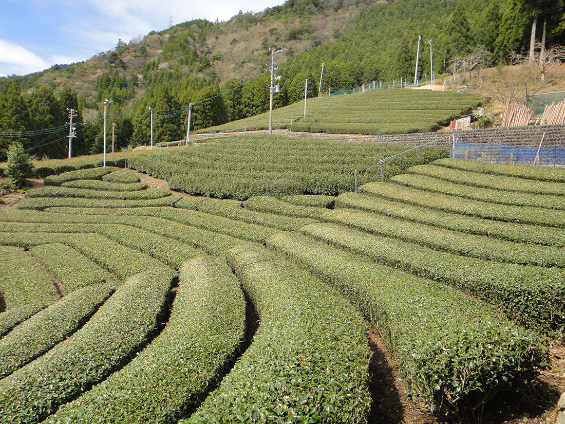 Teegarten in Kawanehon, Shizuoka