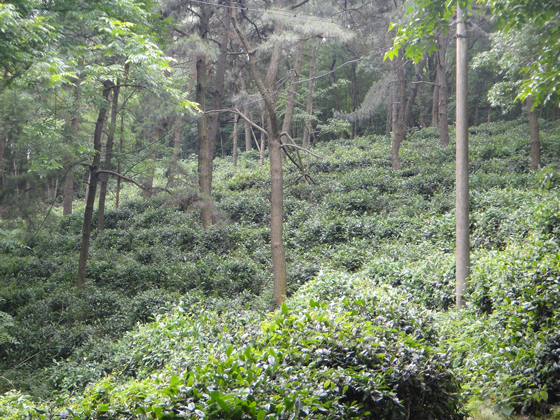 Teegarten Junshan Yinzhen im Wald