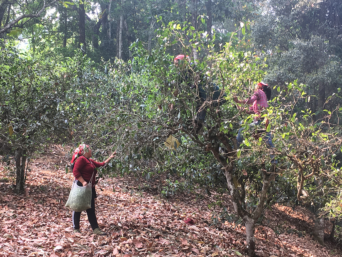 Pflückerinnen in altem Teebaum am Nannuoshan