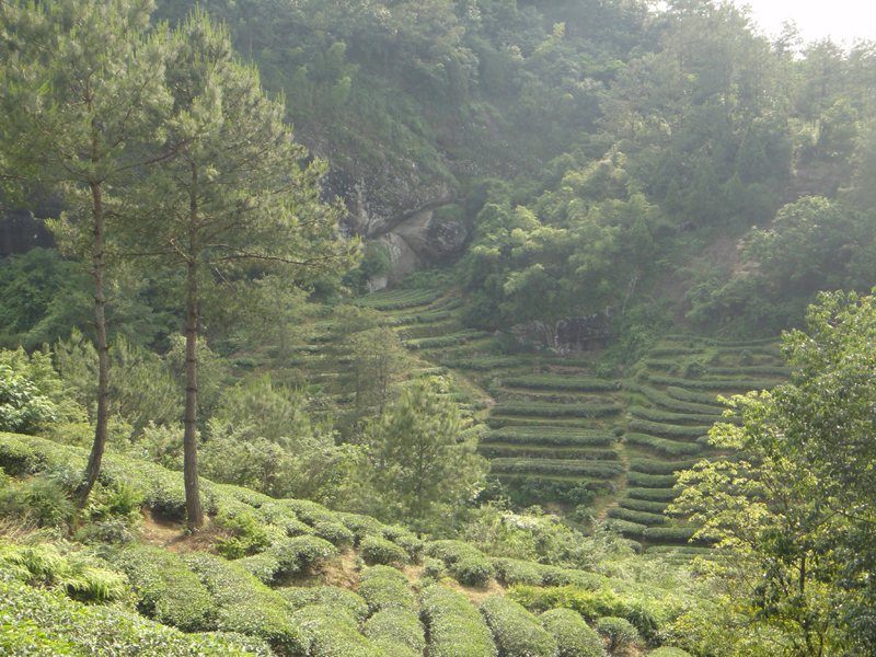 Teeanbau im inneren Bereich von Wuyishan